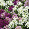 Alyssum Mixed