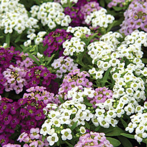 Alyssum Mixed