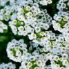 Alyssum - Image 3