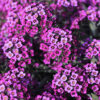 Alyssum - Image 2