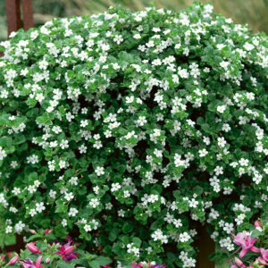 Bacopa