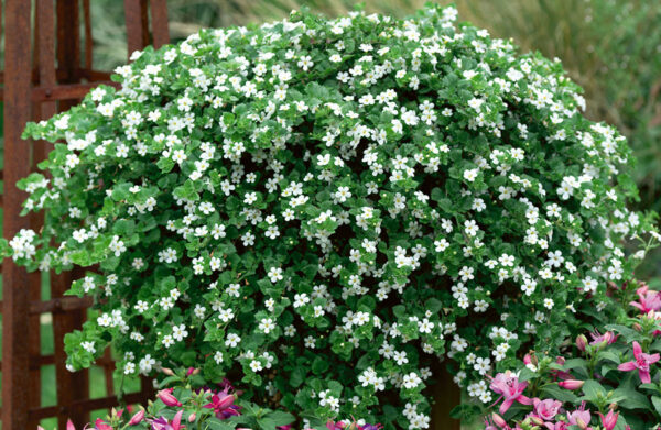 Bacopa