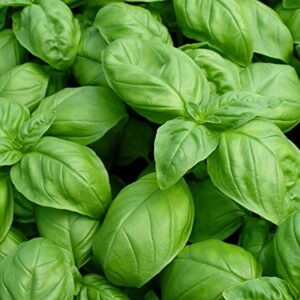 Basil