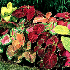 Coleus