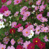 Cosmos Mixed
