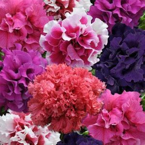 Double Petunia