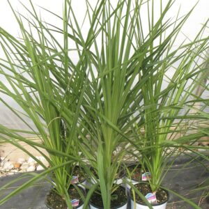 Dracaena Spikes