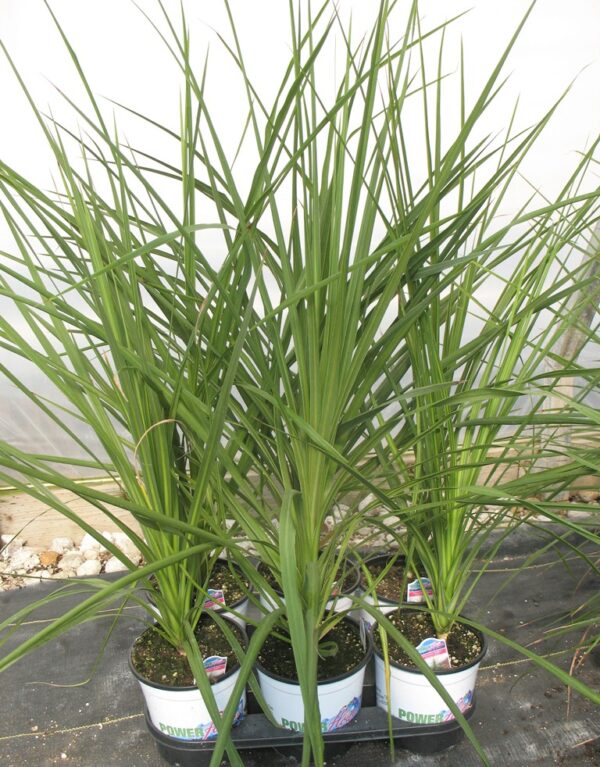 Dracaena Spikes