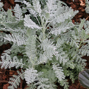 Dusty Miller