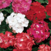 Geranium