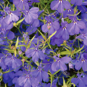 Bedding Lobelia