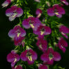 Lobelia Trailing - Image 3