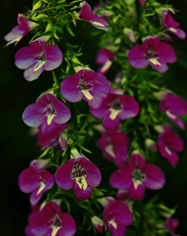 Lobelia Trailing - Image 3