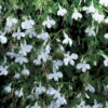 Lobelia-Trailing-white