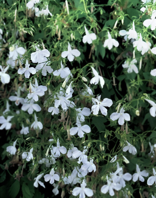 Lobelia-Trailing-white