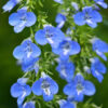 Lobelia-trailing-light-blue