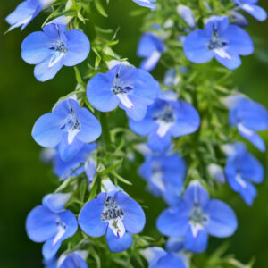 Lobelia-trailing-light-blue
