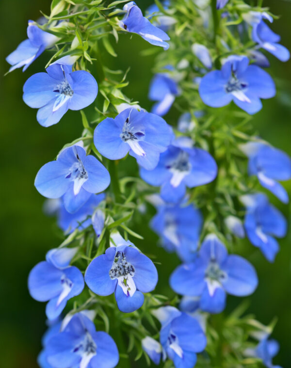 Lobelia-trailing-light-blue