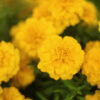 Marigold-small-yellow