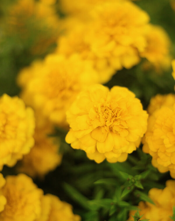 Marigold-small-yellow