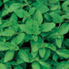 Oregano