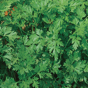 Parsley