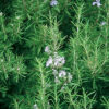 Rosemary