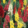Snapdragon Dwarf