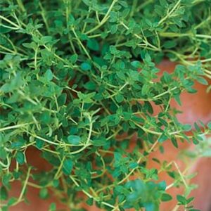 Thyme