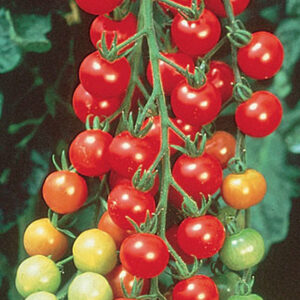Tomato Cherry