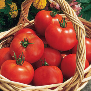 Tomato Early Girl
