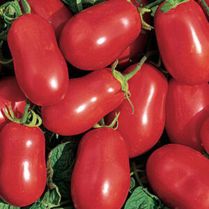 Tomato Roma