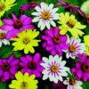 Zinnias - Image 5