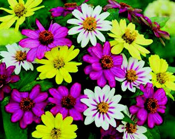 petunias-dark-purple