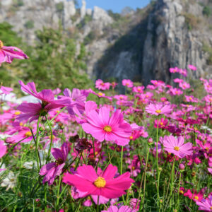 pink cosmos