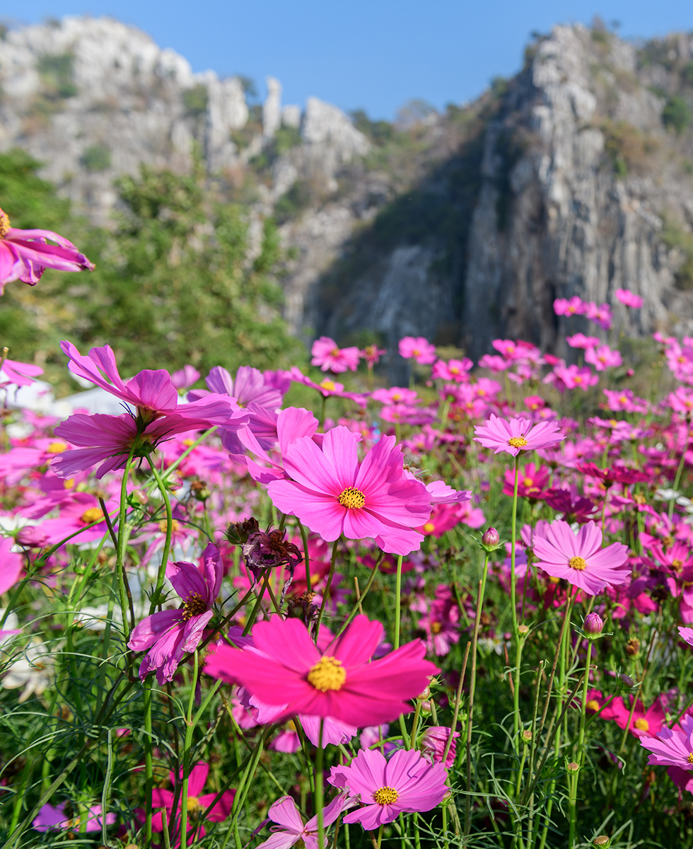 pink cosmos