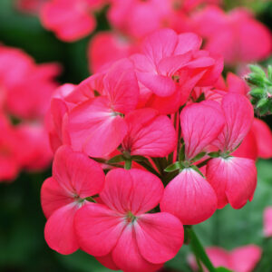 dark-pink-geranium