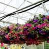 Hanging Basket - Image 2