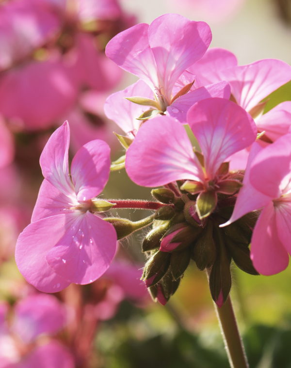 light pink geranium