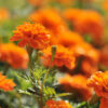 marigold-small-orange
