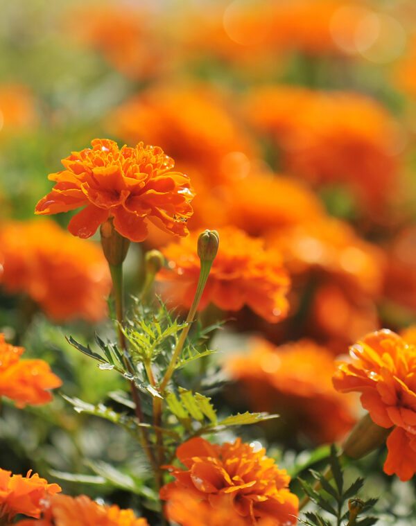 marigold-small-orange