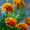 marigold-small-redmix