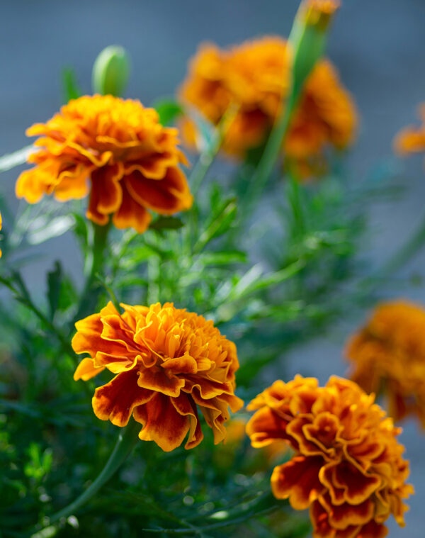 marigold-small-redmix