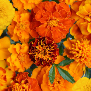 marigold-small-redmix-flowers