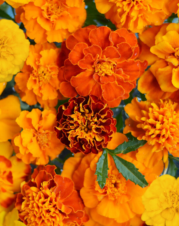 marigold-small-redmix-flowers