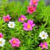 mixed-portulaca
