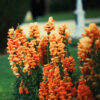 orange snapdragons