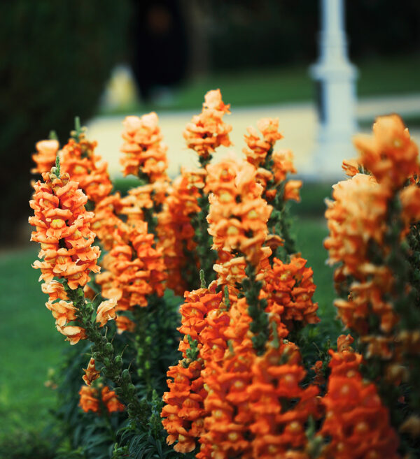 orange snapdragons