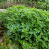 Oregano