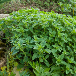 Oregano